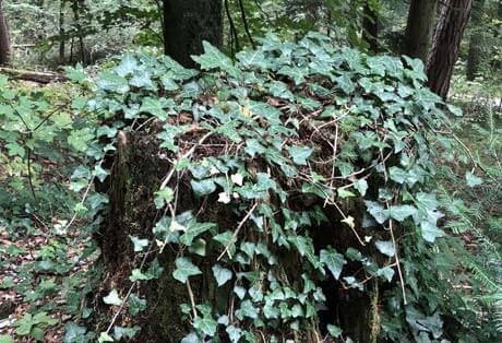 Tree stump overgrown with ivy