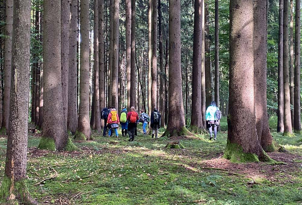 Forest walk – health training