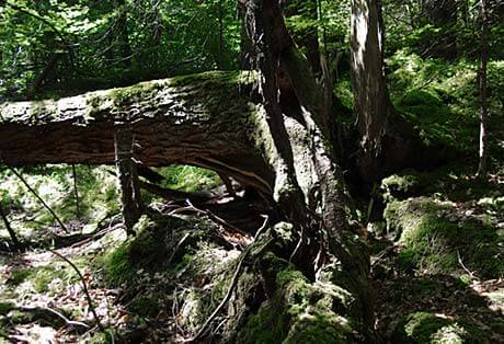 Schräg gewachsener, bemooster Baum im Wald