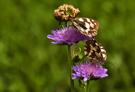 Two butterflies on flowers