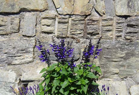 Flowers in front of stone house